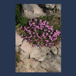 2010-07-09_13-49_Karwendel-HW_Grat4_Bergblumen_rosa (5)__x.JPG